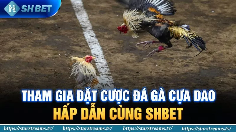 Kinh nghiệm đá gà cựa dao với xác suất thắng lên đến 90% 3 Tham gia đặt cược đá gà cựa dao hấp dẫn tại SHBET